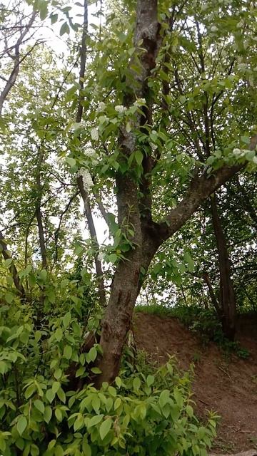 НА РЫБАЛКЕ!) КАК ВСЕГДА! НИЧЕГО МЫ НЕ ПОЙМАЛИ!( #fishing #рыбалка #природа #отдых смотреть онлайн