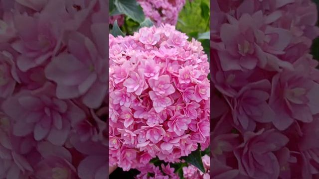 You and me Together обзор сорта от питомника GortenziaPlants (Гортензи смотреть онлайн