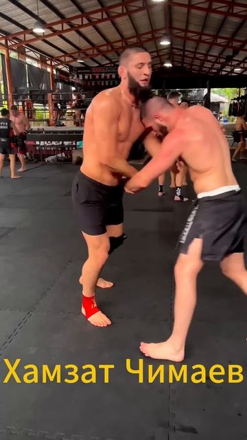 Хамзат Чимаев день борьбы🥵🥵🥵 #хабиб #бокс #борьба #х