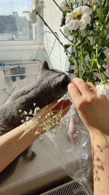 кот ест цветы #киев #такси смотреть онлайн