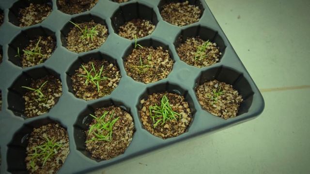 первые ростки смотреть онлайн