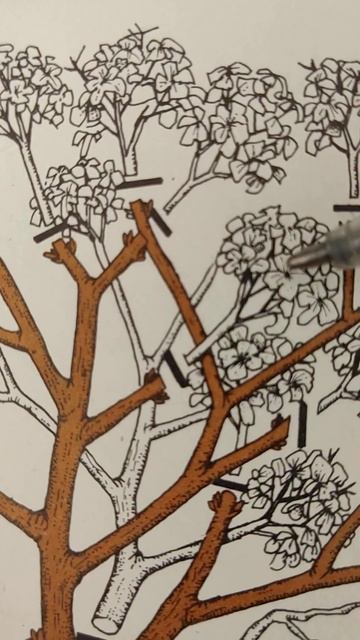 Как правильно обрезать гортензии  #советысадоводам #о?