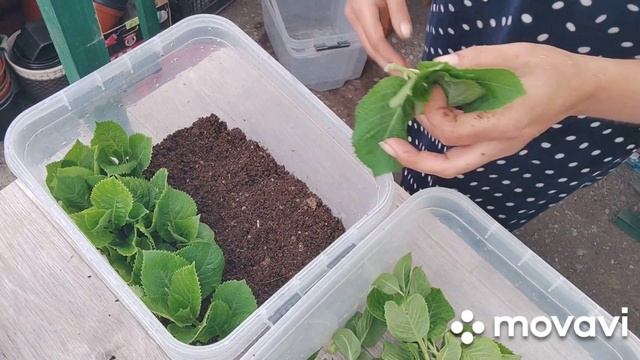 Ставлю на укор гортензию. Первые черенки в этом году 30.