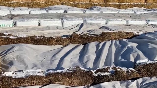 Ноябрьские работы в питомнике Веры Глуховой смотреть онлайн