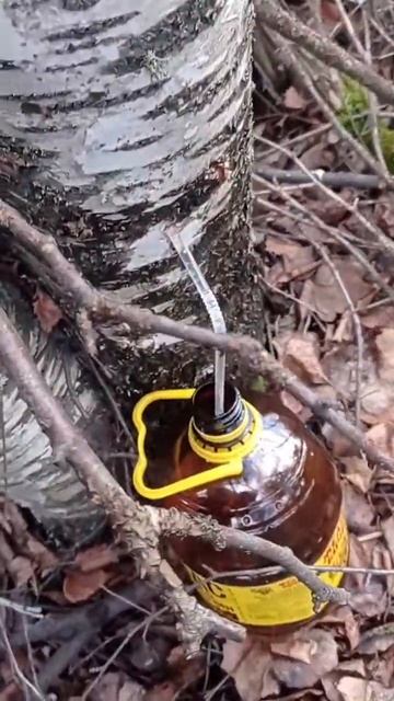 Собираю русский напиток березовый сок!!!! смотреть онлайн