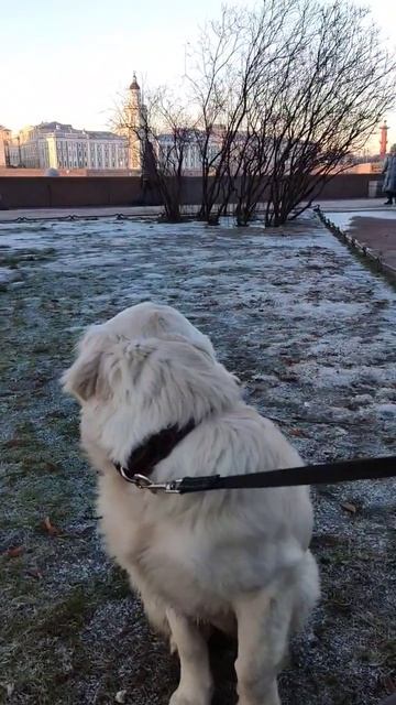 Грета у Адмиралтейства в Санкт-Петербурге! #Shorts смотреть онлайн