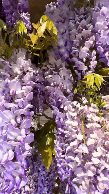 КРАСАВИЦА ГЛИЦИНИЯ РАСЦВЕЛА.КРАСОТА ПРИРОДЫ.