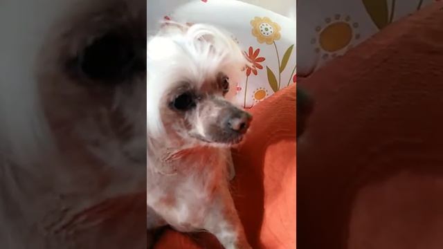 Первая говорящая китайская хохлатая Мотильда смотреть онлайн
