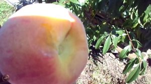 персик Редхейвен в центральном регионе
