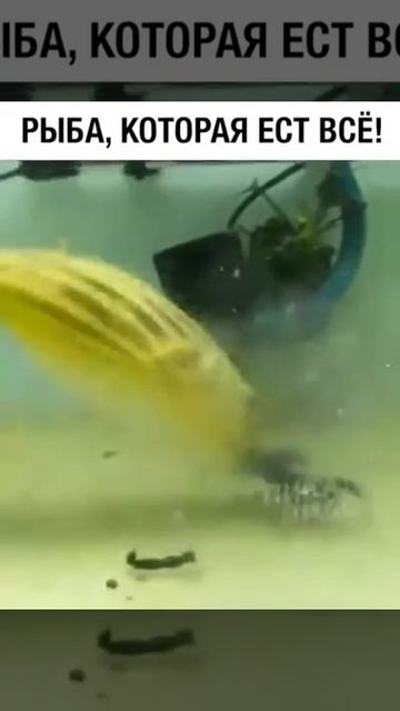 Рыба, которая ест все смотреть онлайн