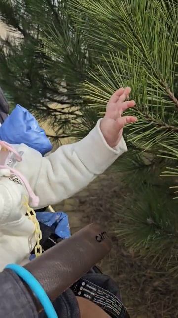 знакомство с елью 🌲🧿💖#ель#знакомство#дети#любовь#п? смотреть онлайн