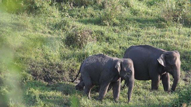 Милые животные