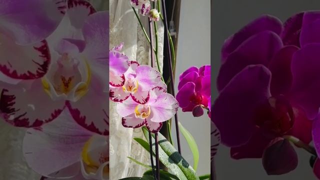 СЕКРЕТ:🌸ПЫШНОГО ЦВЕТЕНИЯ У ОРХИДЕИ🎀✅💖 смотреть онлайн