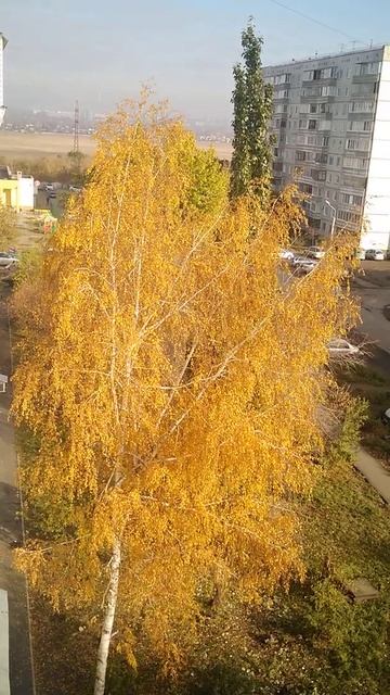Золотая береза. смотреть онлайн
