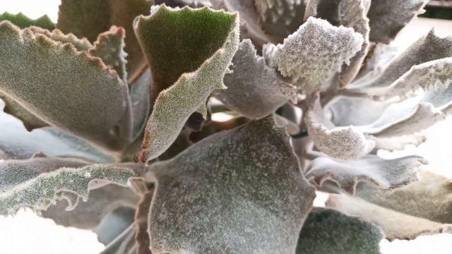 Каланхое Бехаренсис 'Фанг' смотреть онлайн