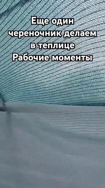 Делаем еще череночник в теплице. Зеленое черенкование смотреть онлайн