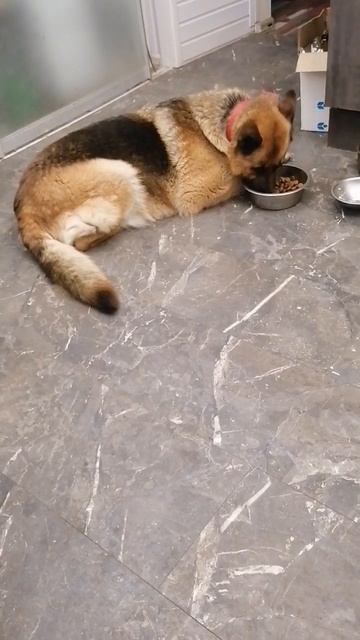 Хитрая Марта, ест лежа смотреть онлайн