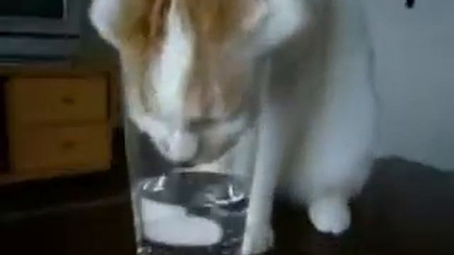 Кот пьет из стакана Cat drinking from a cup смотреть онлайн
