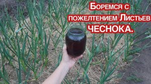 Перья ЧЕСНОКА больше не желтеют. Народный способ борьбы с пожелтением листьев на чесноке.