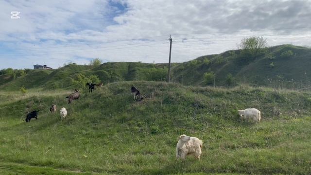 Козы смотреть онлайн