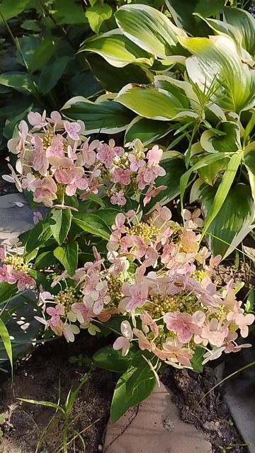 гортензия Полистар #flowers #garden #сад #vlgarden34
