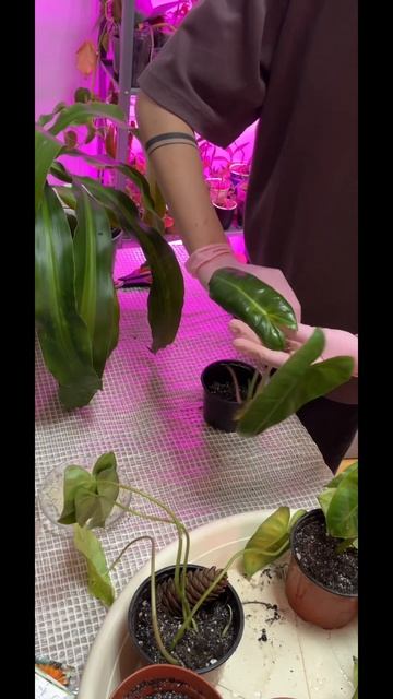 Посадка Филодендрона💚 смотреть онлайн