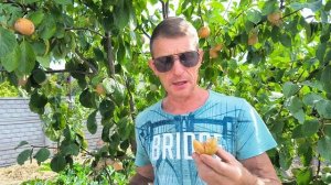 Обзор крутой  сливы То Че Сан!