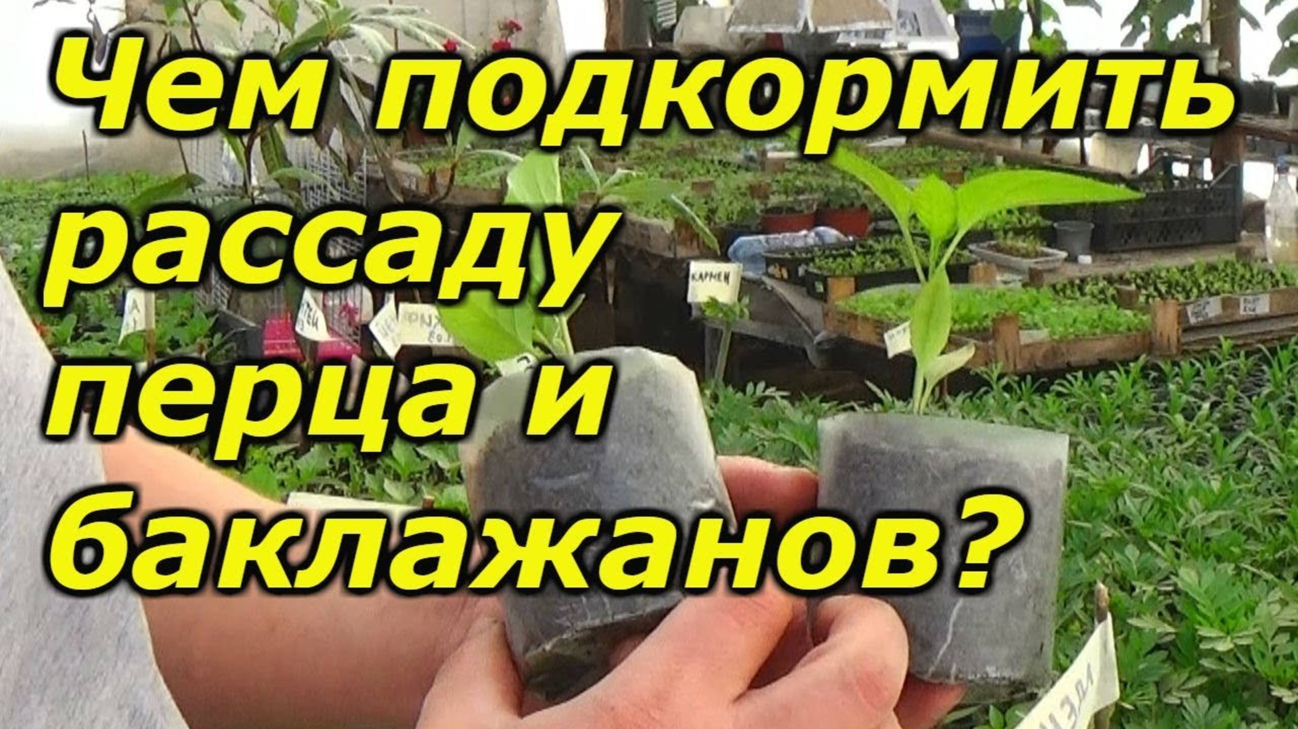 ПЕРЕЦ и БАКЛАЖАНЫ - важная подкормка рассады весной!
