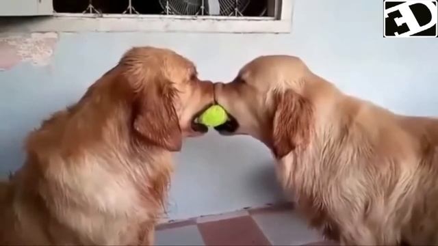 Лучшие Приколы 2018 18+ COUB смотреть онлайн
