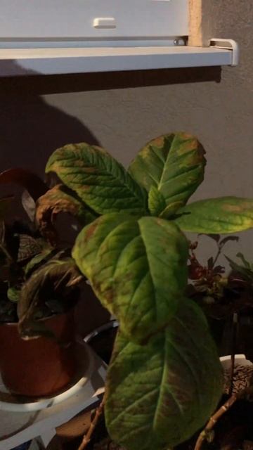 Обзор гортензий на зимовке #hydrangea #garden #alliwantforchristmasisyou