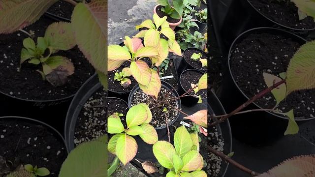 Надо ли обрезать листья 🍂 у крупнолистной гортензии ? смотреть онлайн