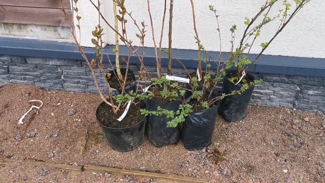 Первая подкормка роз, пионов, гортензий, клематисов. Н?