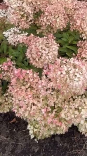 #groundbreaker #hydrangea#hortensia#гортензия#garden#гортензія#shorts#アジサ?