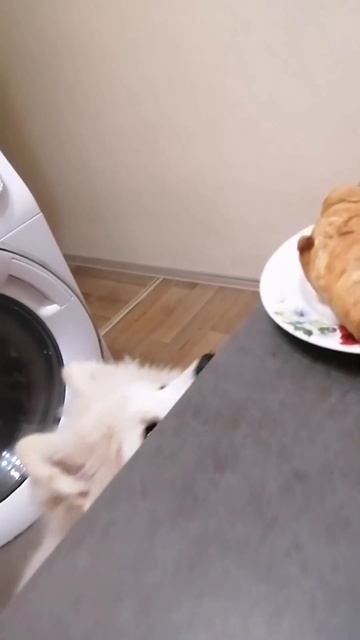 Я на диете, после 6 не ем.. 🤣 #собака #животные #топ#само? смотреть онлайн