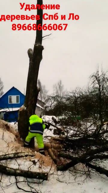 спилить дуб!) смотреть онлайн