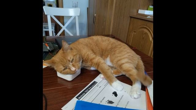 Котик ТВ Подборка фото 9 серия смотреть онлайн