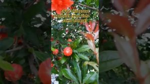 Красивые цветы. Как будто плод граната распустился! #sho