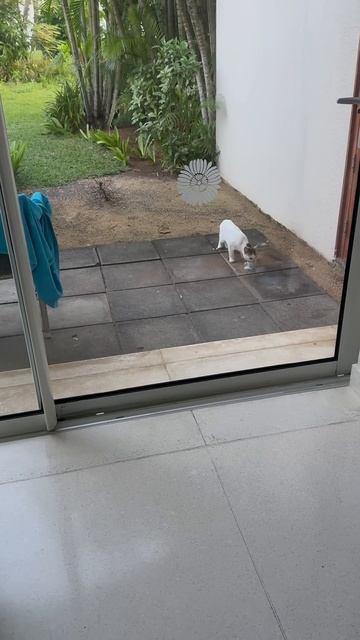 Только есть молоко , для маленькой Кошечки смотреть онлайн