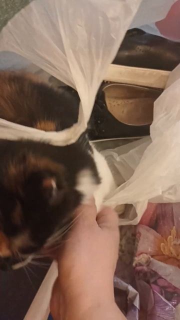 #sorts #cat #ivanovo #иваново #кот #pets #лето #милота #котик #котят?