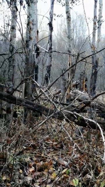 Где-то есть такие леса #music #природа #nature смотреть онлайн