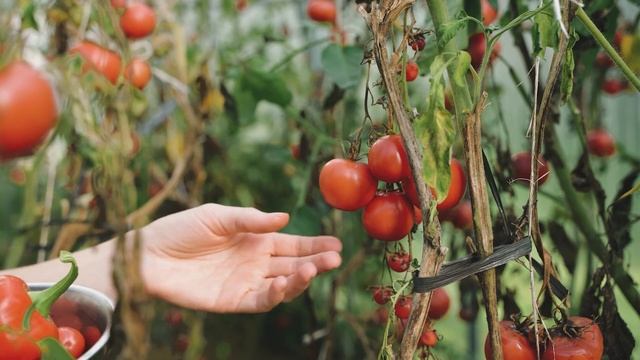 Люди едят ПОМИДОРЫ, но 91% даже не знают ЧТО ТВОРЯТ ПОМИ? смотреть онлайн