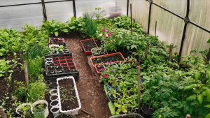 Все для урожайного огорода! Крепкая рассада без подкормок и лишних хлопот.