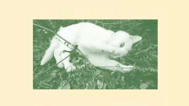 Интро канала Cat Sofia - Life | Приколы с котами смотреть онлайн