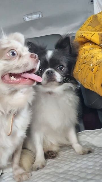 Едем на выставку собак всех пород в Евпаторию питомни? смотреть онлайн