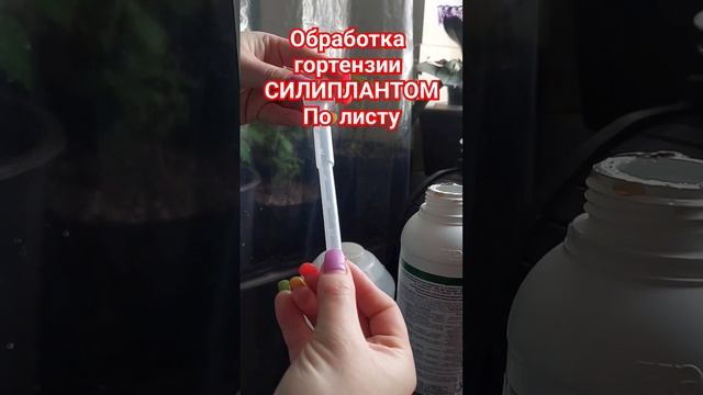 Подкормила крупнолистную после болезни🤗👏🏼❤️ #люб