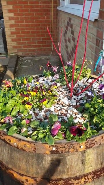 красота зимних виол и Анютиных глазок в бочке смотреть онлайн