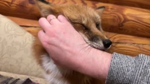 Лиса-Алиса. Лиса забегает в кабинет и просит чесать ее