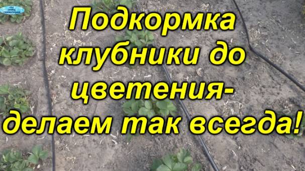 🌱 Весенний уход за клубникой: простая и эффективная подкормка смотреть онлайн