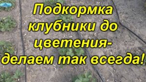 🌱 Весенний уход за клубникой: простая и эффективная подкормка