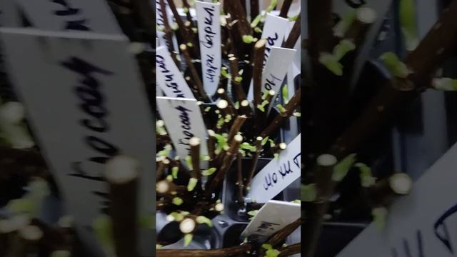 Каллюс и корни на гортензии за неделю смотреть онлайн